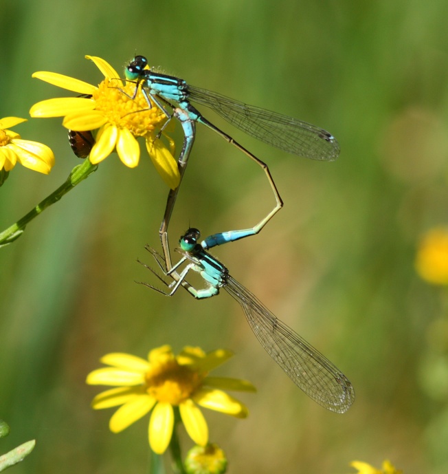 Ischnura elegans?